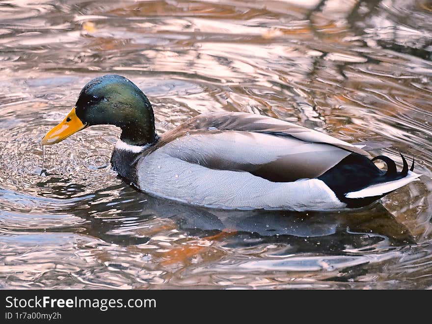 mallard duck bathing in the pond