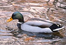 Mallard Duck Bathing In The Pond Royalty Free Stock Photography