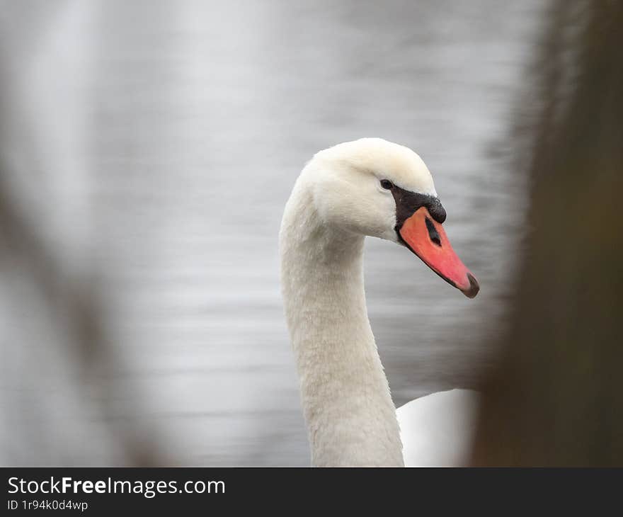 Grace in Focus: The Swan s Elegance