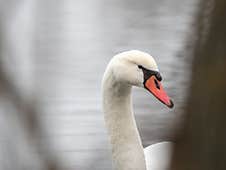 Grace In Focus: The Swan S Elegance Stock Photo