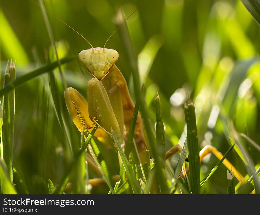 Quiet Presence: A Grasshopper in the Field