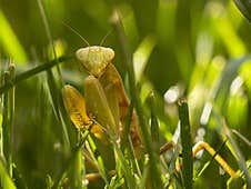 Quiet Presence: A Grasshopper In The Field Stock Photo