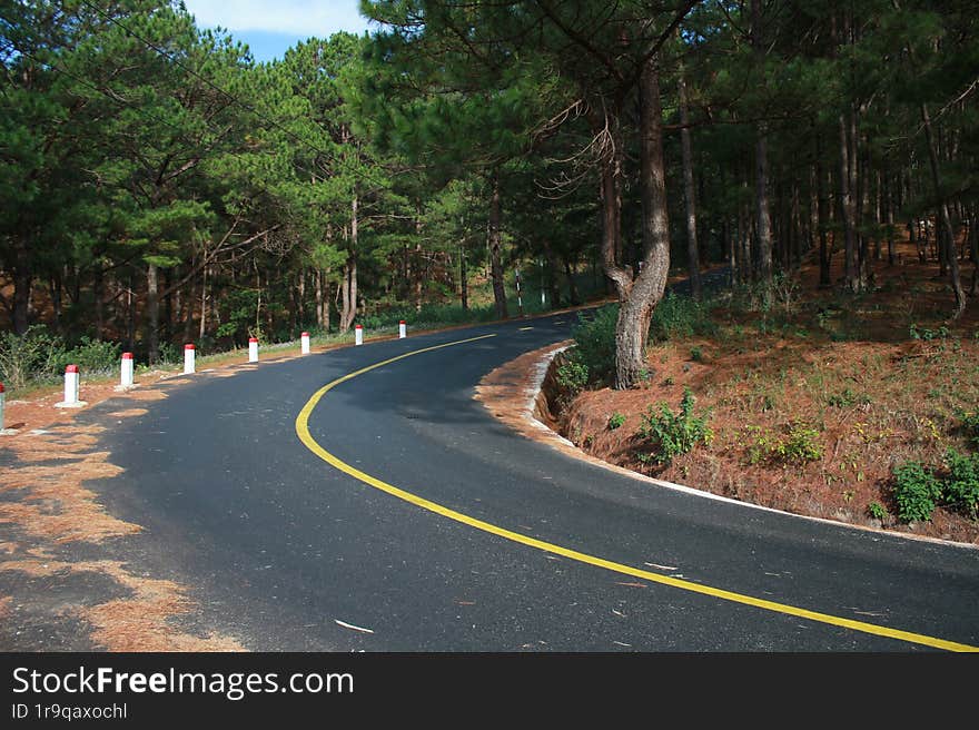 Road curves along the mystery forest