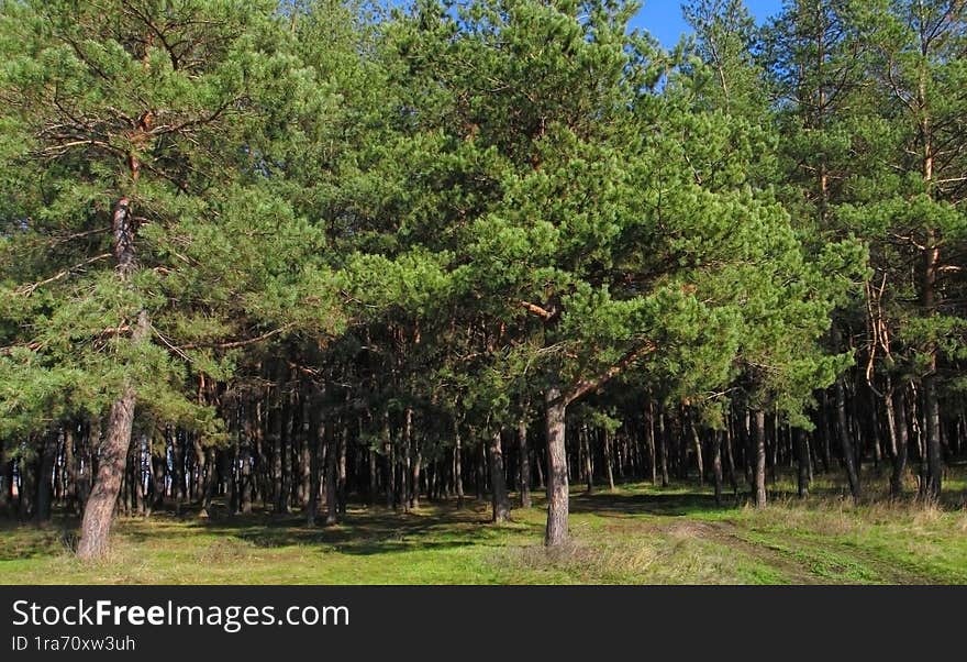 The edge of a pine forest