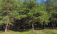 The Edge Of A Pine Forest Stock Photos