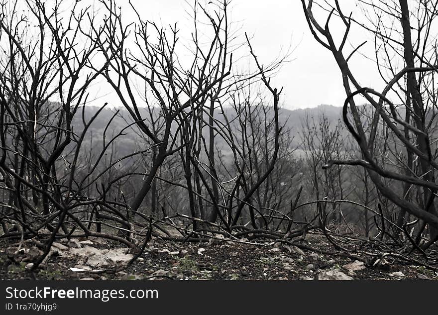 Mixed broadleaf forest after a fire. Burnt tree trunks are visible