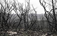 Mixed Broadleaf Forest After A Fire. Burnt Tree Trunks Are Visible Royalty Free Stock Photo