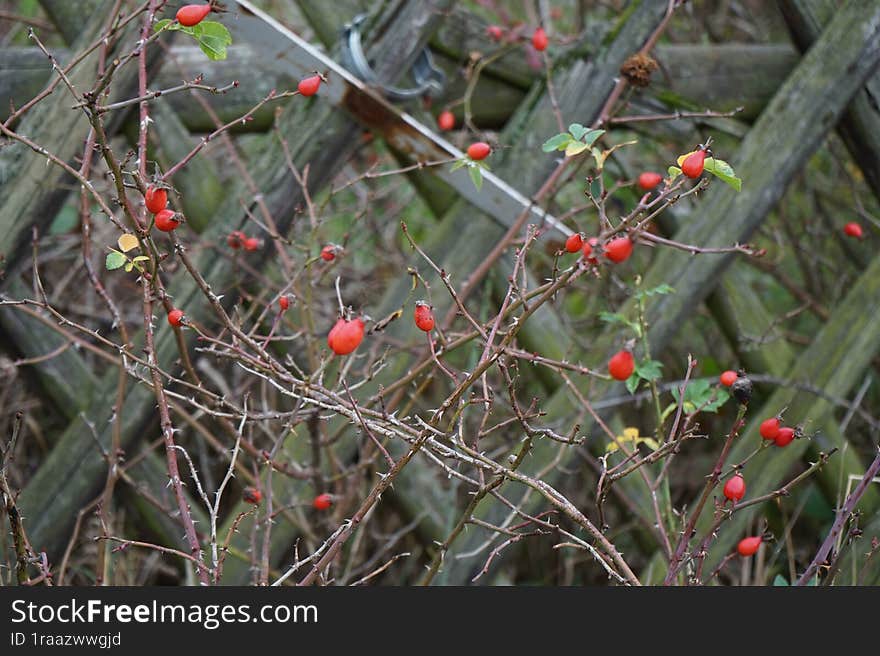 Rosa dumalis with fruits grows near the fence in November. Berlin, Germany