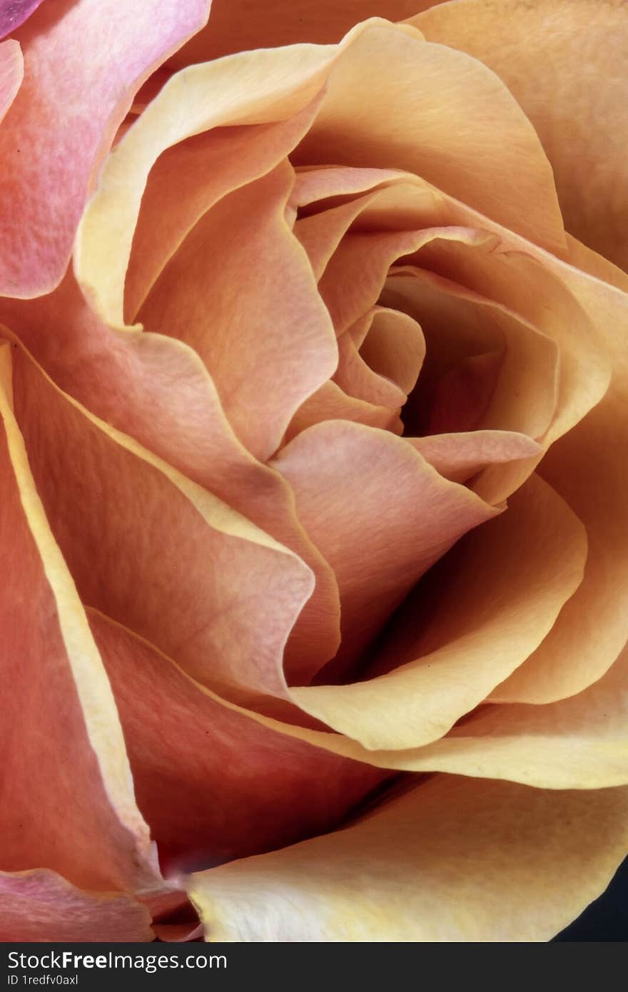 Closeup of a rose showing its petals