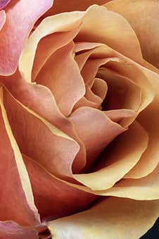 Closeup Of A Rose Showing Its Petals Stock Photography