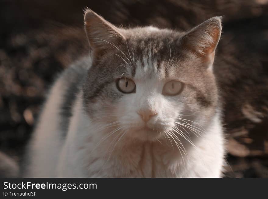 On a sunny winter day in the yard, the cat looks straight ahead