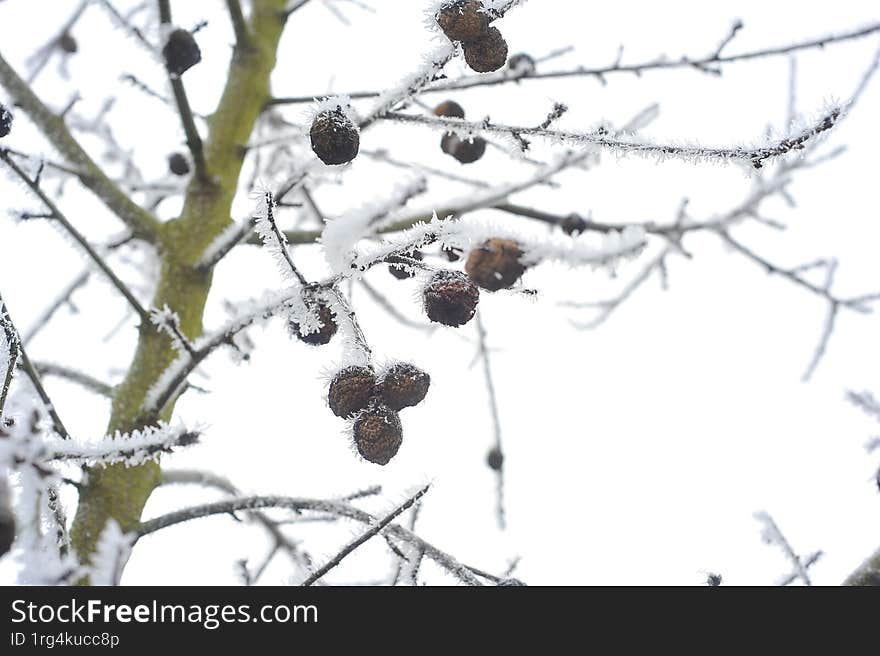 tree branch in the frost on a white background