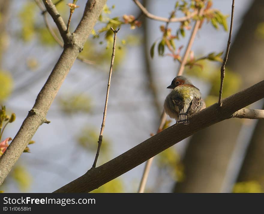 A bird is sitting on a tree branch