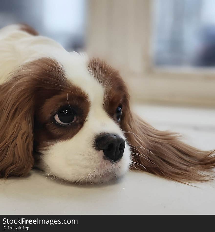 sad cavalier king charles spaniel dog