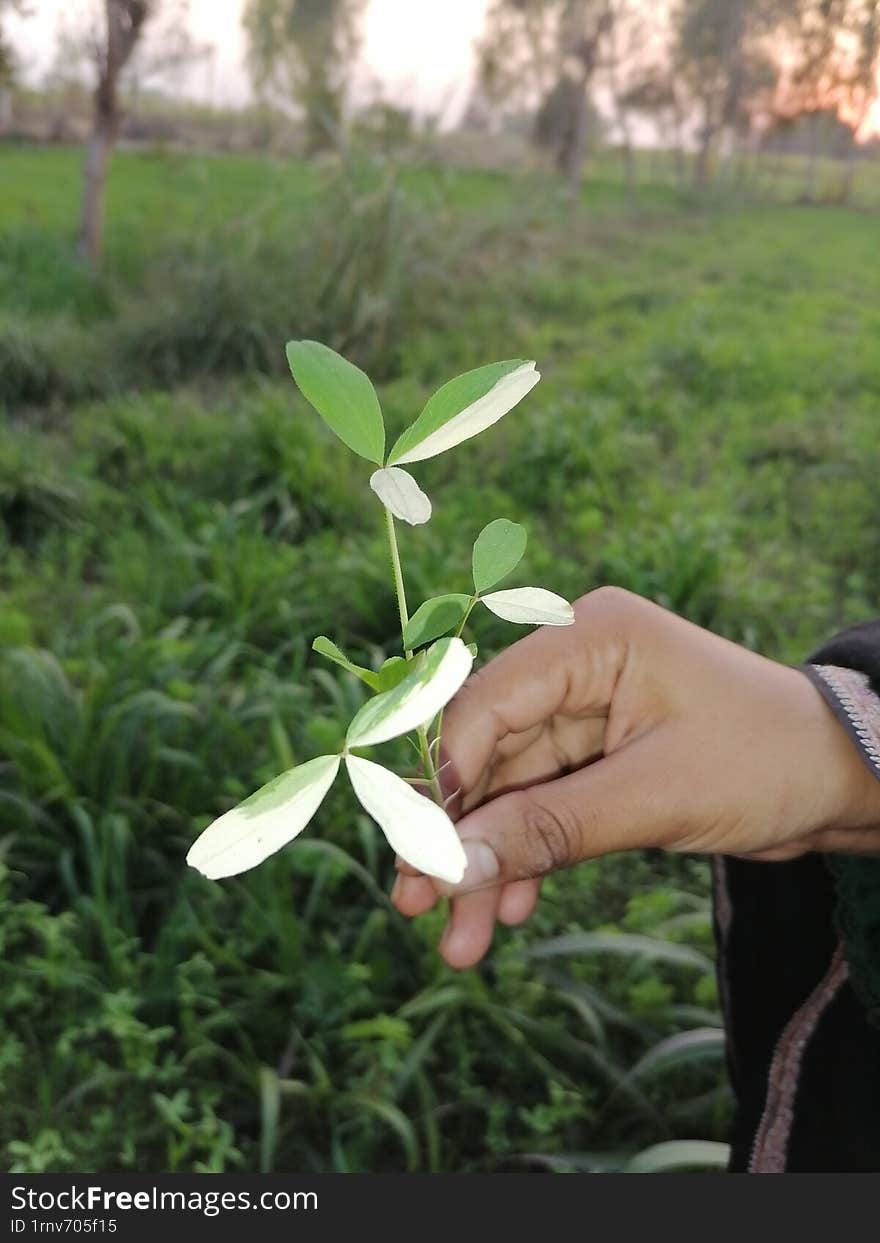 Grass is a common type of plant that belongs to the Poaceae family. It is characterized by narrow leaves, jointed stems, and fibro