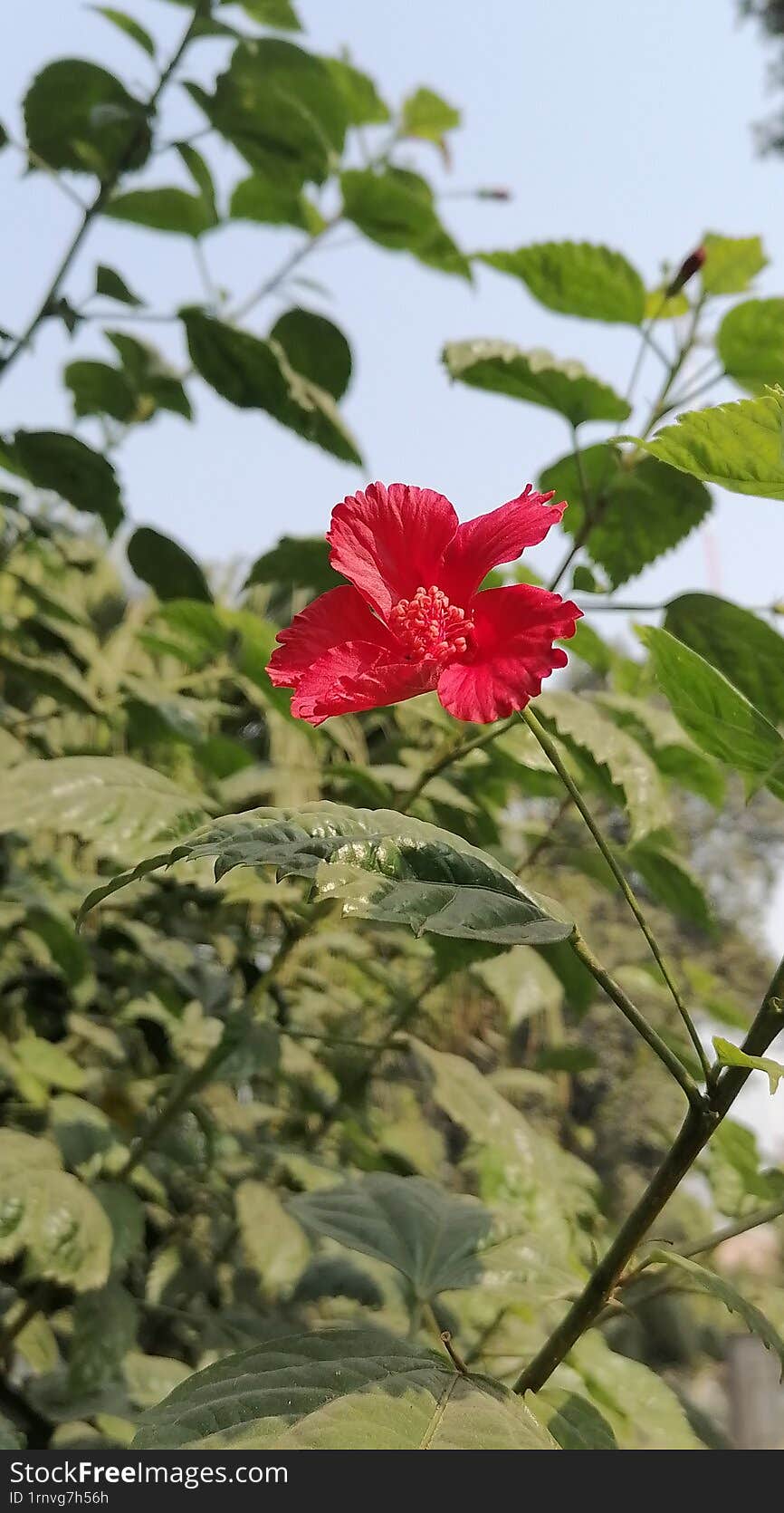 Hibiscus is a genus of flowering plants in the Malvaceae family, known for its large, colorful, and trumpet-shaped flowers. These