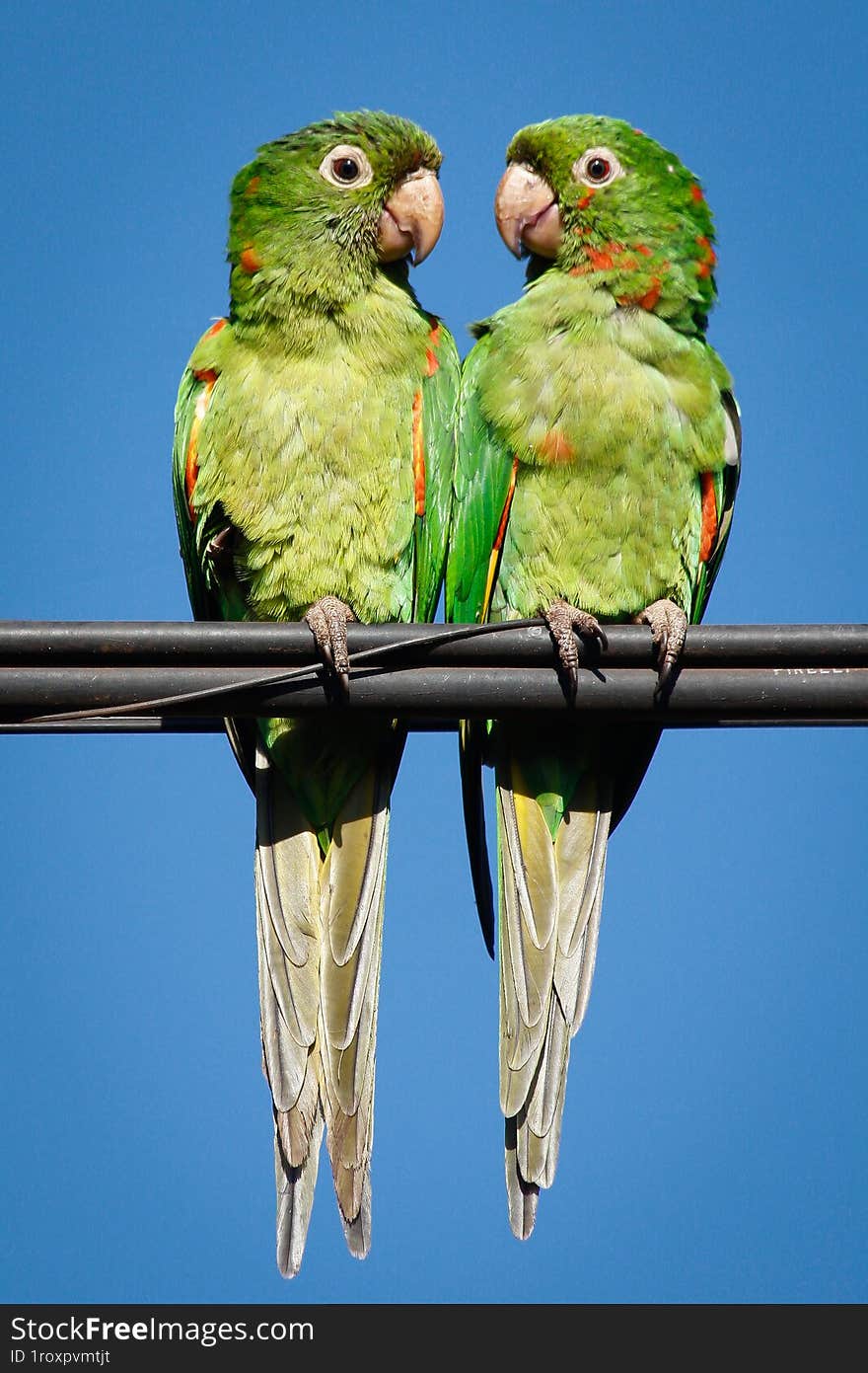 Two Brazilian Parrots perched on a wire