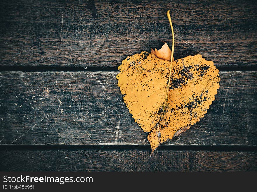 Top view of one single yellow and orange drying poplar tree leaf with shadows on dark old wooden table