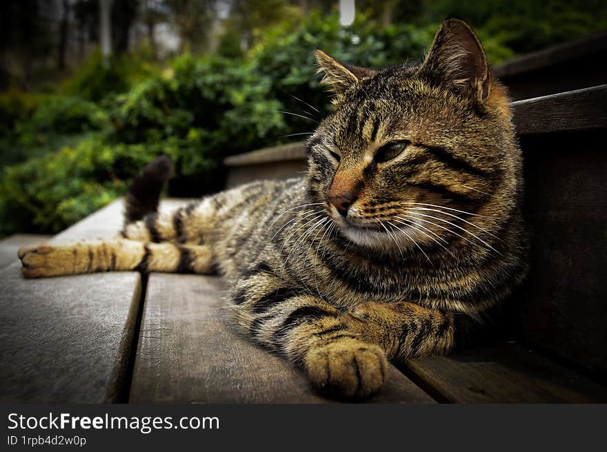 Cat portrait with forest background and green eyes