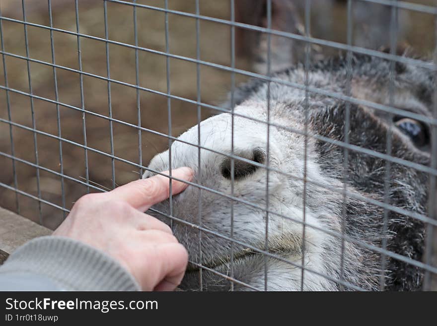 A charming close-up of a donkey s face behind a fence in an animal sanctuary. The image captures its curious expression and gentle