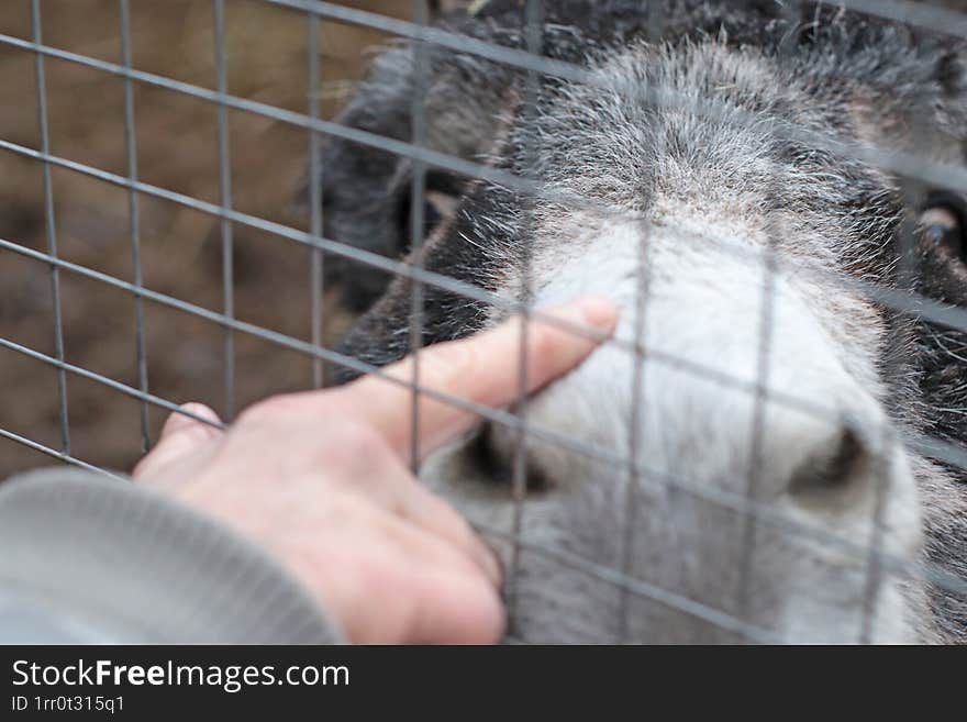 A charming close-up of a donkey s face behind a fence in an animal sanctuary. The image captures its curious expression and gentle