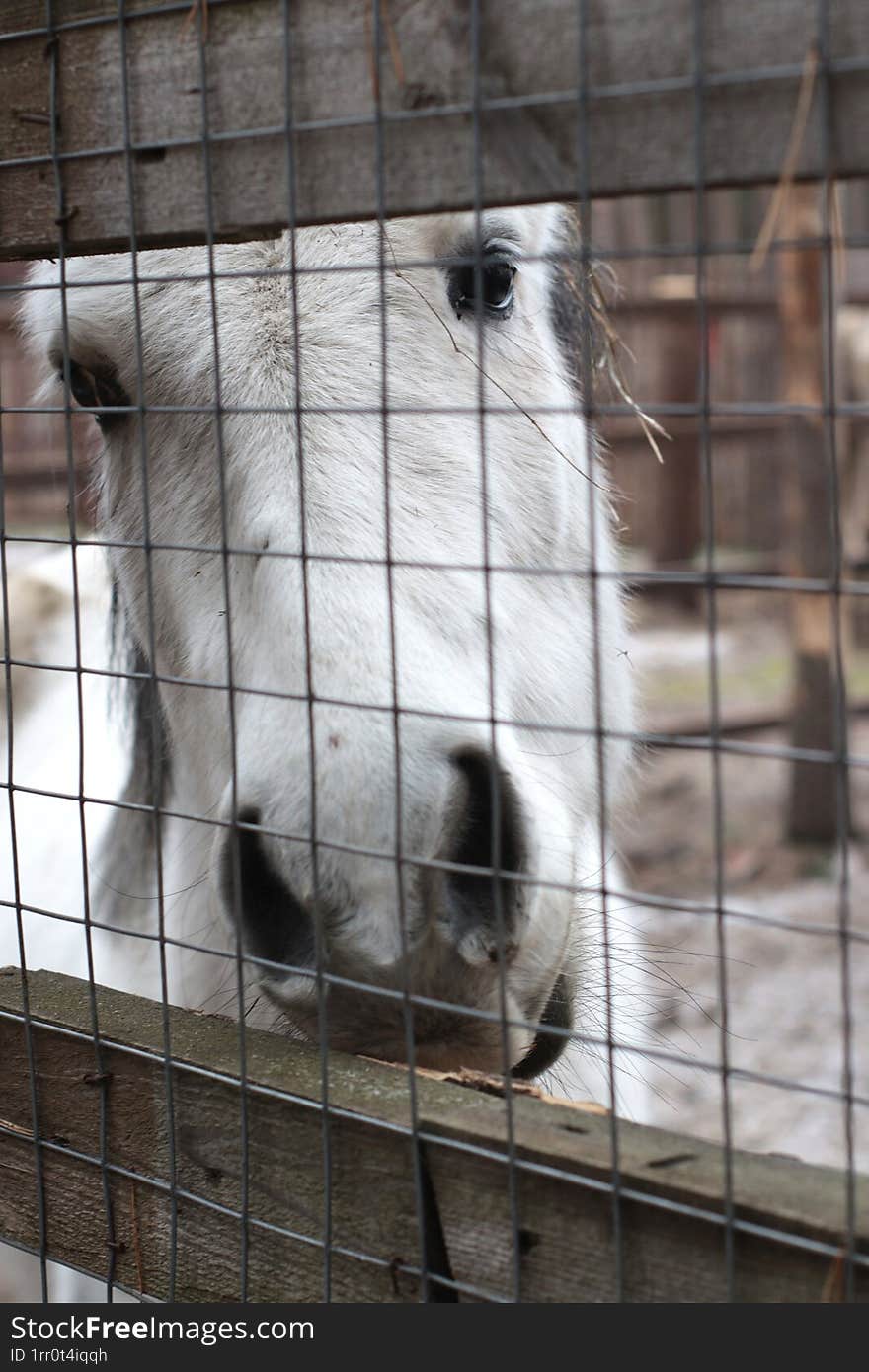 A stunning close-up of a white horse s face captured behind a fence in an animal sanctuary. The horse s majestic features and soft