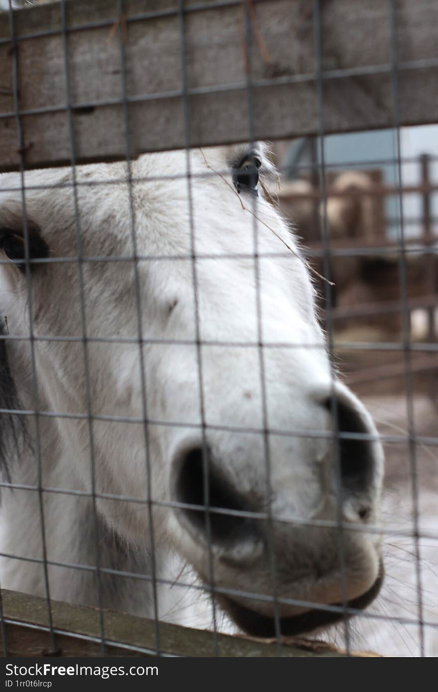 A stunning close-up of a white horse's face captured behind a fence in an animal sanctuary. The horse's majestic features and soft gaze highlight its beauty and the special connection it shares with humans in a nurturing environment