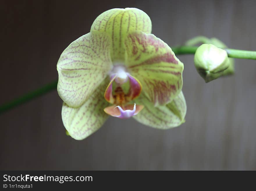 Flowering orchid. Simple home photo