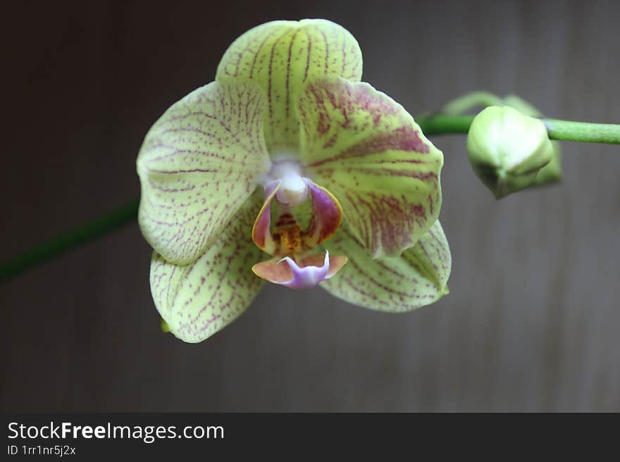 Flowering orchid. Simple home photo