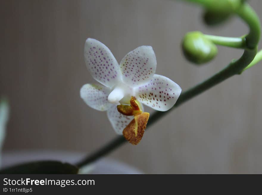 Flowering orchid. Simple home photo