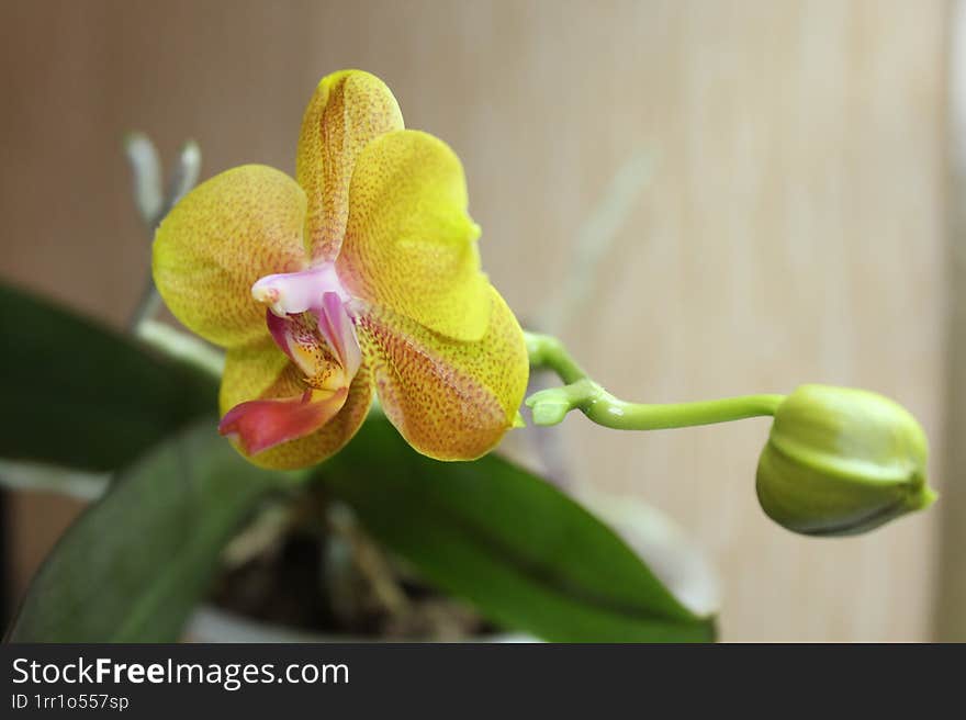 Flowering orchid. Simple home photo