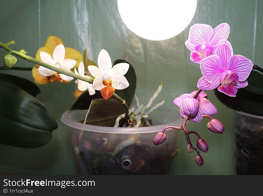 Flowering orchid. Simple home photo