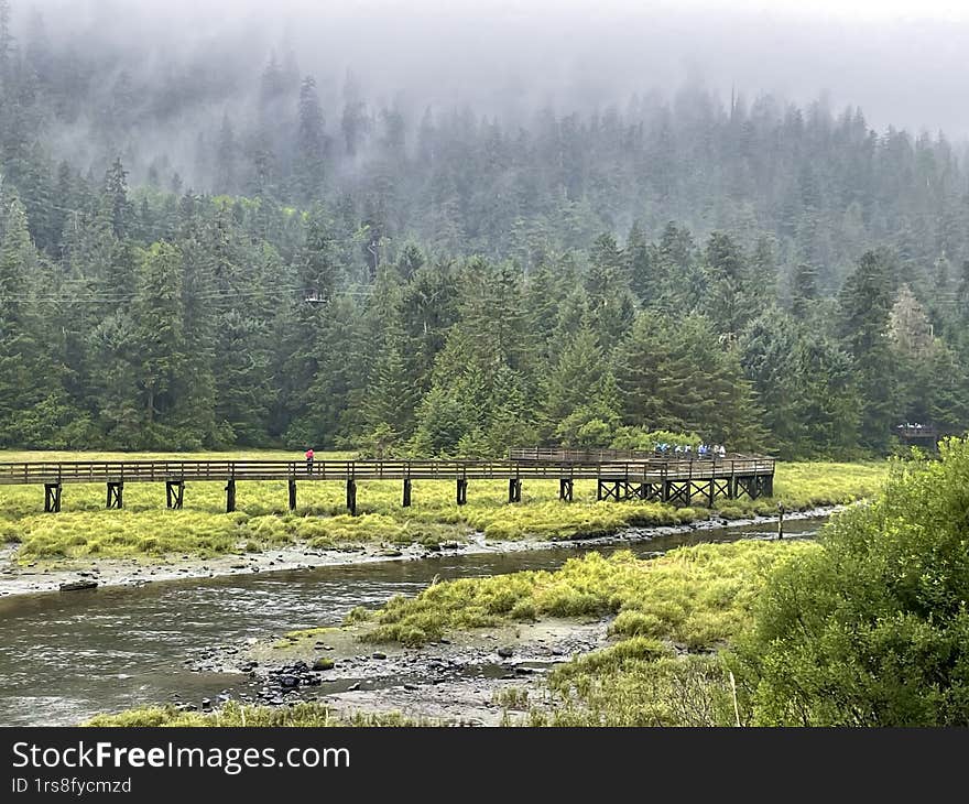 A serene nature scene featuring a mist-covered evergreen forest with a wooden boardwalk stretching across a lush green marshland.