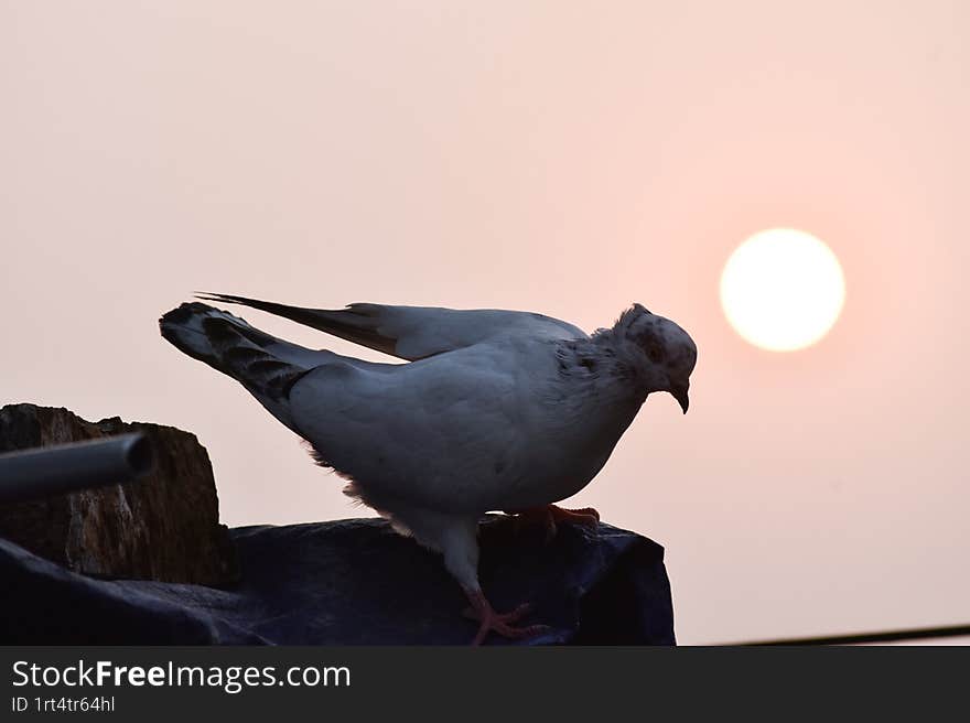 Pigeon returning home at dusk