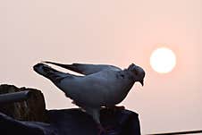 Pigeon Returning Home At Dusk Royalty Free Stock Photo