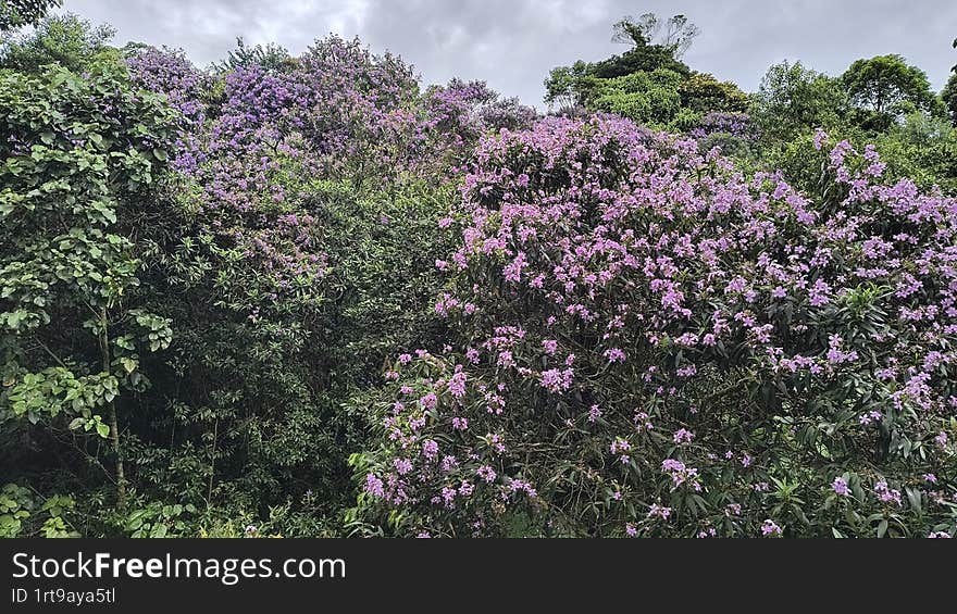 Portrait Green Hilll with pink blossoming tree