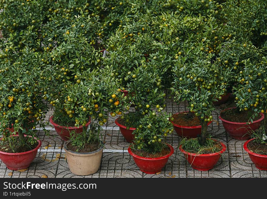 Potted Citrus Japonica garden in Vietnam