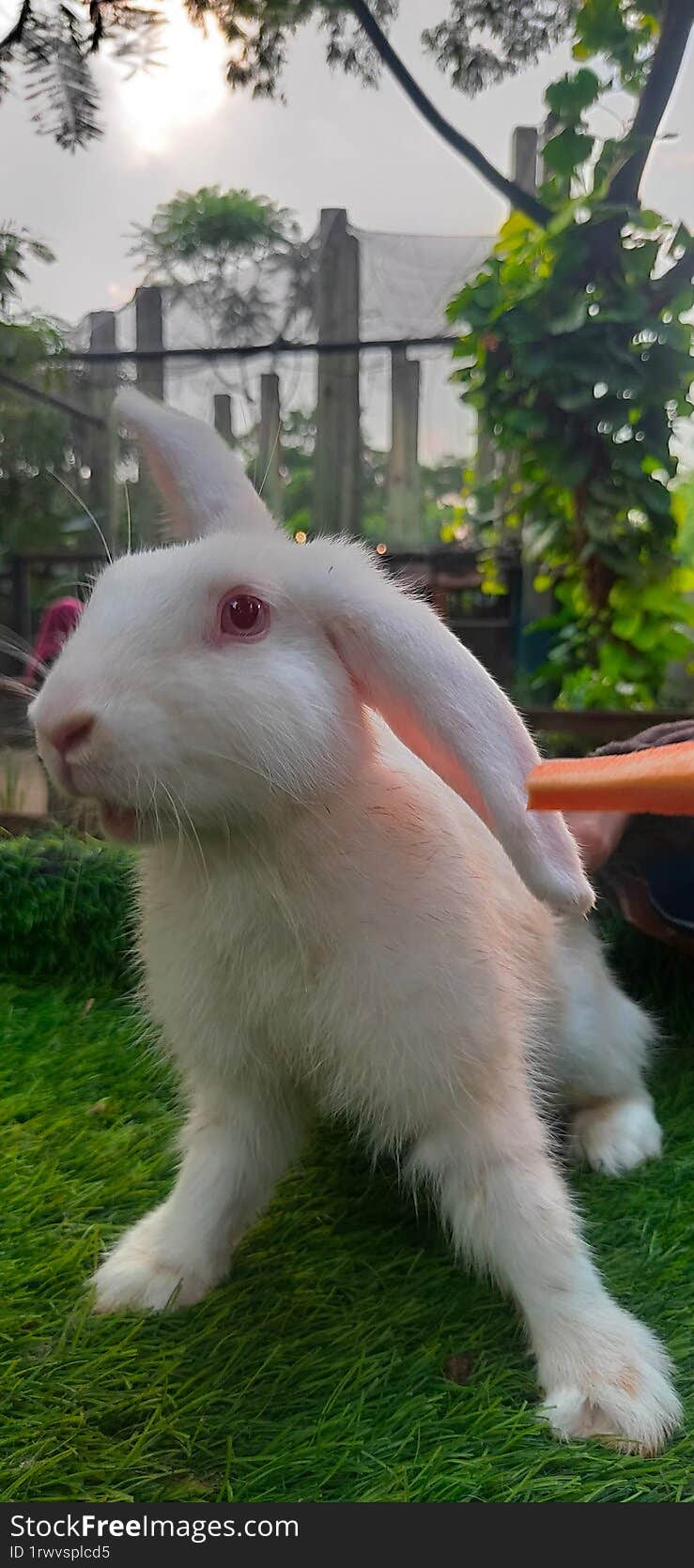 Cute s Rabbit in the afternoon