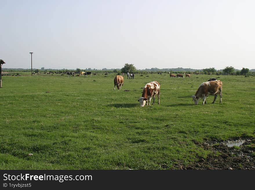 Cows grazing peacefully on the meadows, enjoying the beauty of the panorama.