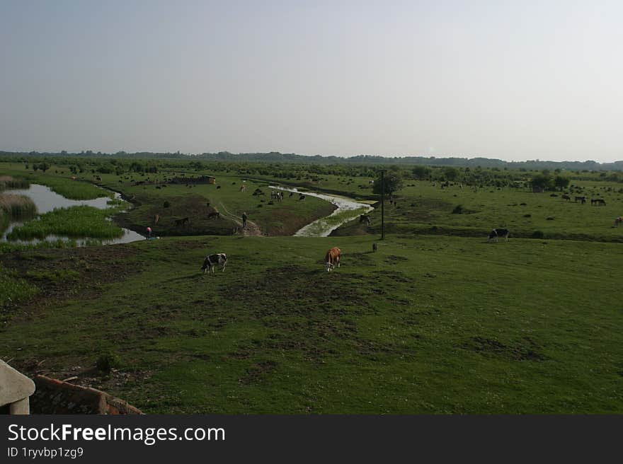 Beautiful water canals in the Vojvodina plain, cutting through the meadows.