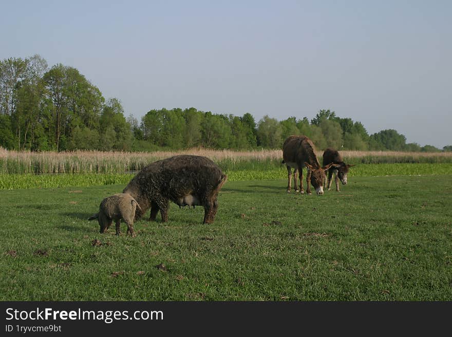 Pigs, donkeys, and their young calmly grazing on a Vojvodina meadow.