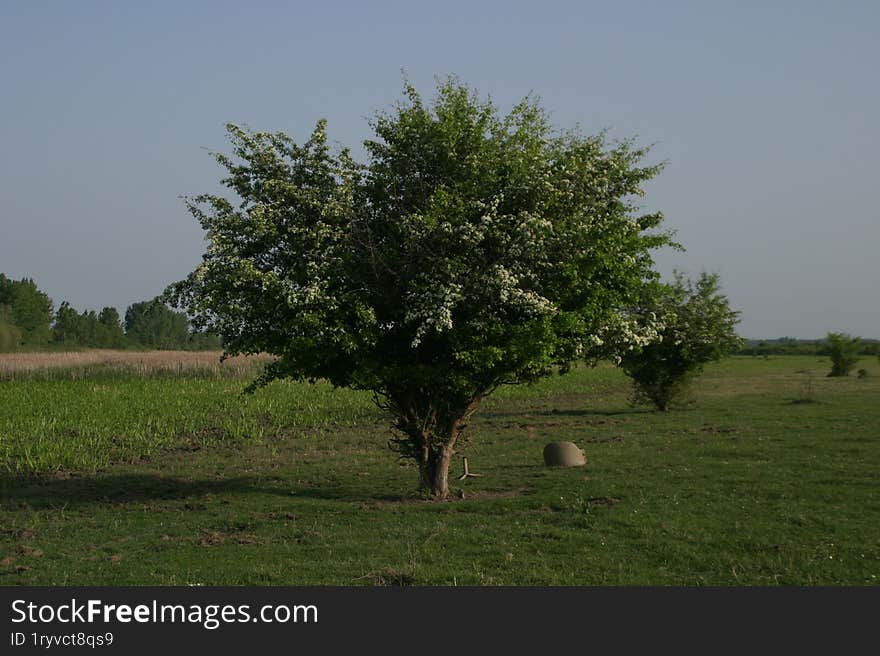 A solitary tree in a Vojvodina field surrounded by beautiful greenery.