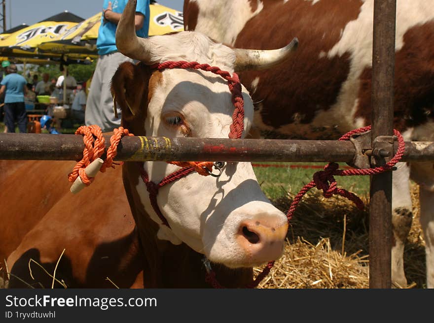 Cows at a livestock market in the Vojvodina plain.