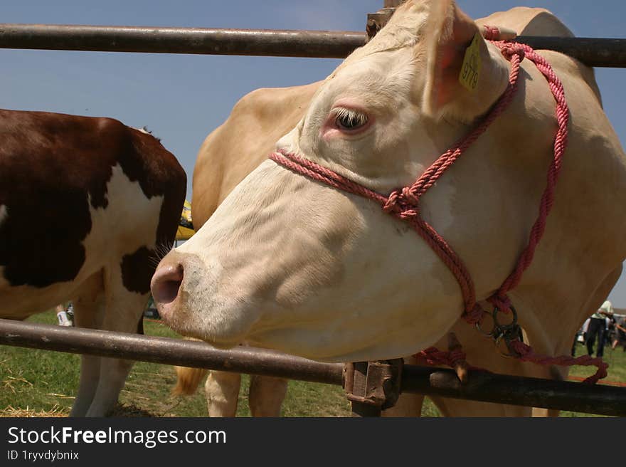 Cows at a livestock market in the Vojvodina plain.