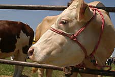 Cows At A Livestock Market In The Vojvodina Plain. Stock Photography