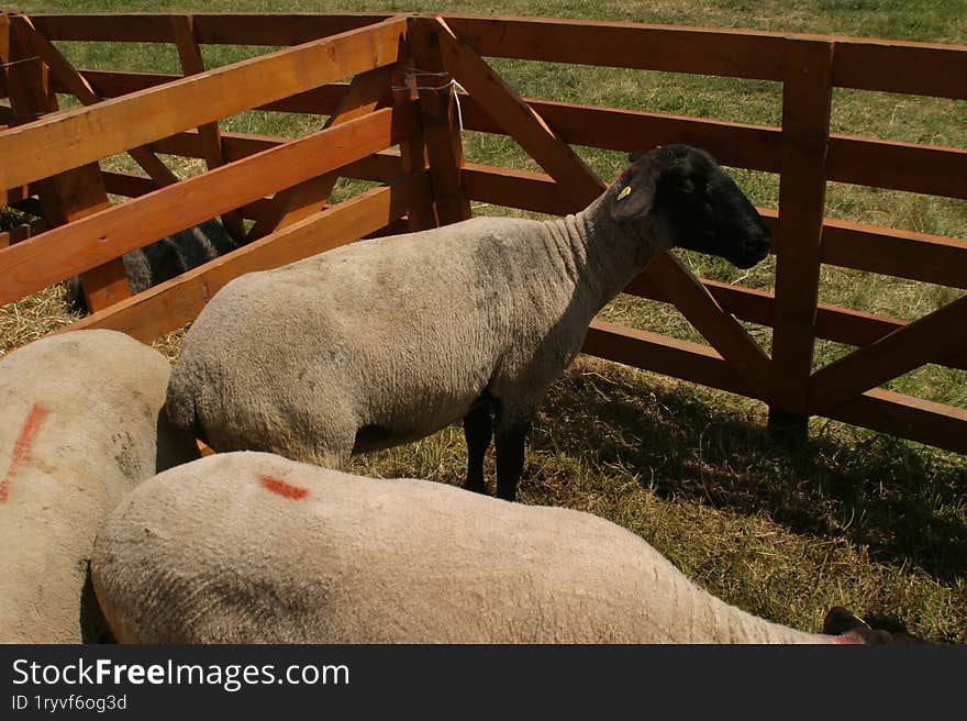 A small and lovely flock of sheep in a barn.