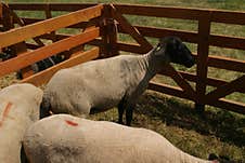 A Small And Lovely Flock Of Sheep In A Barn. Stock Image