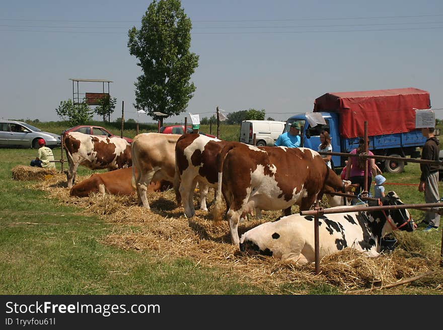 Cows at a livestock market in the Vojvodina plain.