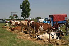 Cows At A Livestock Market In The Vojvodina Plain. Stock Photography