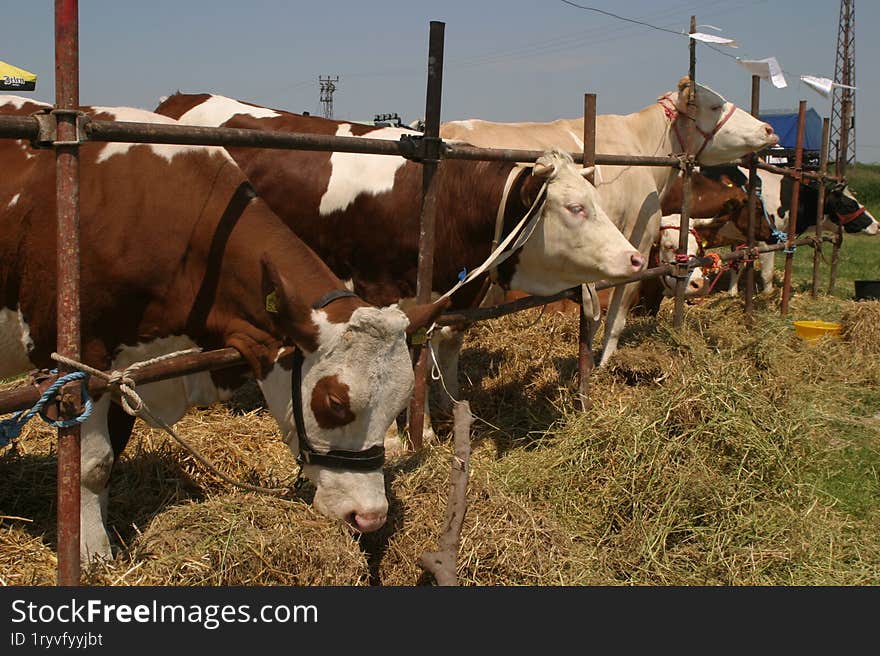 Cows at a livestock market in the Vojvodina plain.